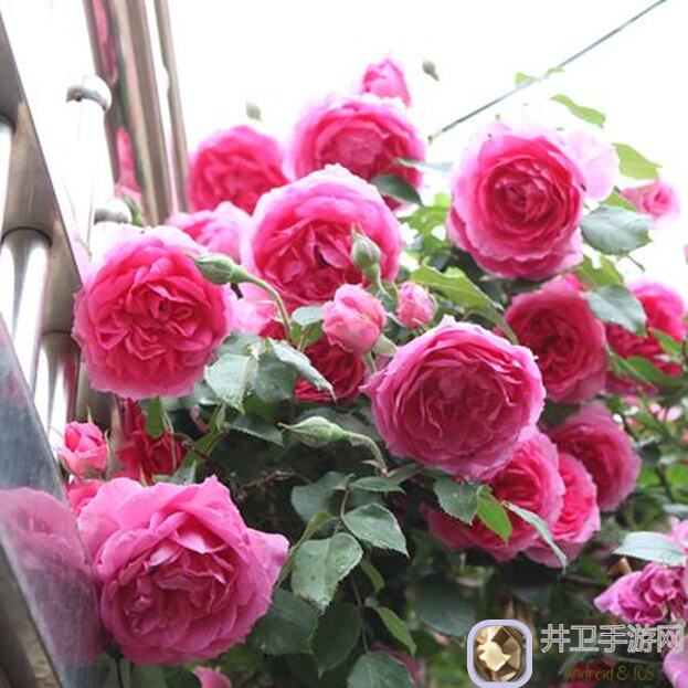 猫之城快看！调查官必看！本月福利大揭秘，首家攻略组群带你速刷战力！